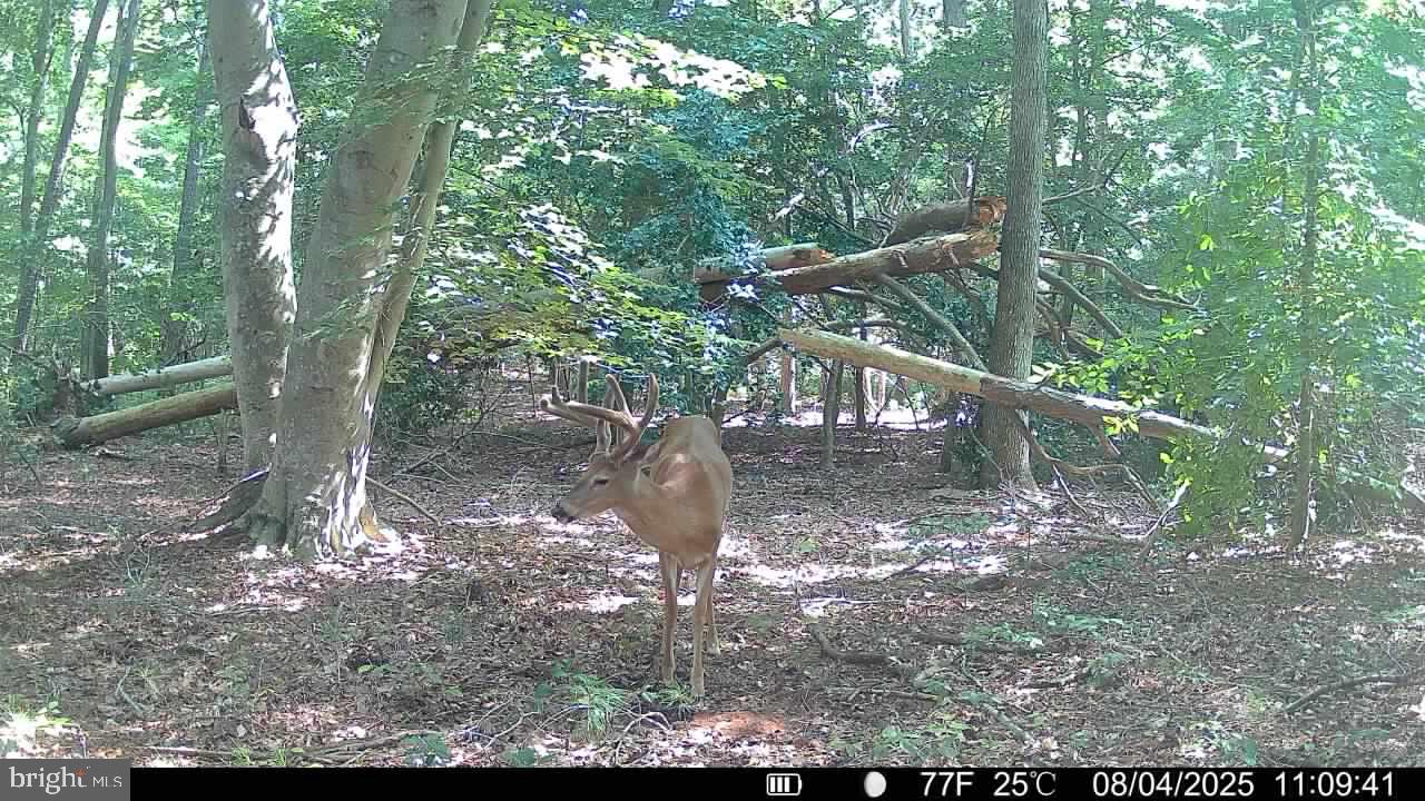 0 Boston Cliff Road Easton, MD 21601 - Photo 12 of 64