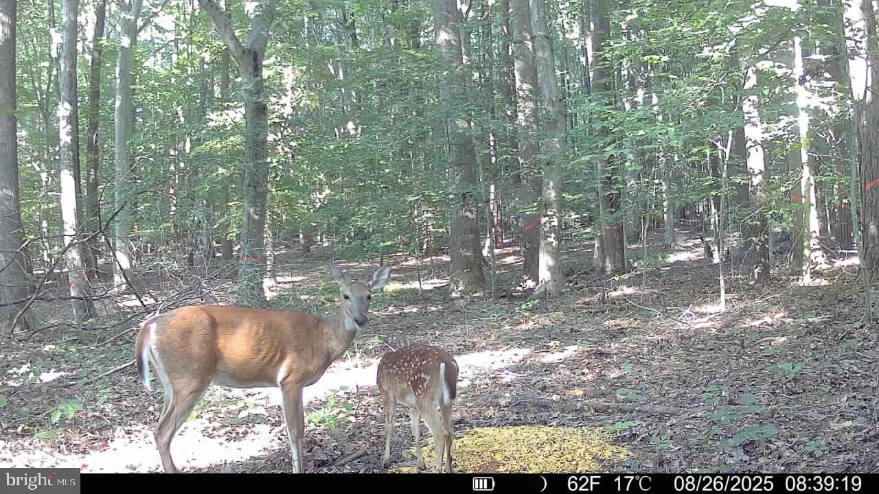 0 Boston Cliff Road Easton, MD 21601 - Photo 14 of 64 a view of outdoor space and yard