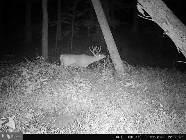 a view of a big yard with lots of green space