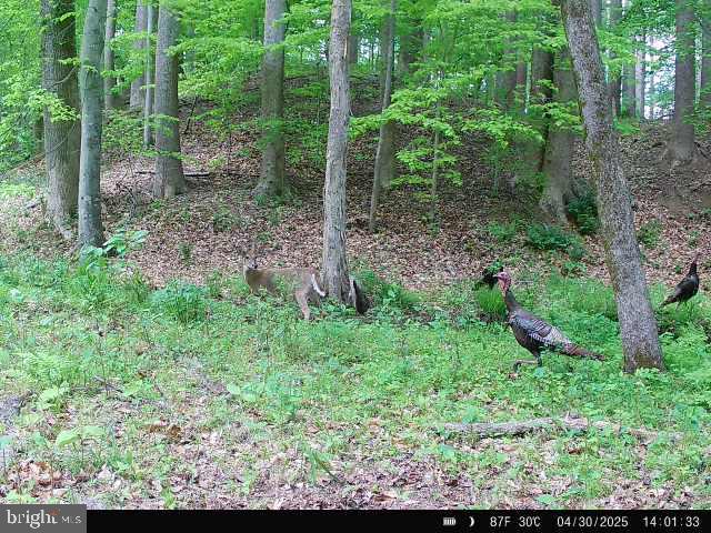 0 Boston Cliff Road Easton, MD 21601 - Photo 18 of 64 a view of a garden with plants and large trees