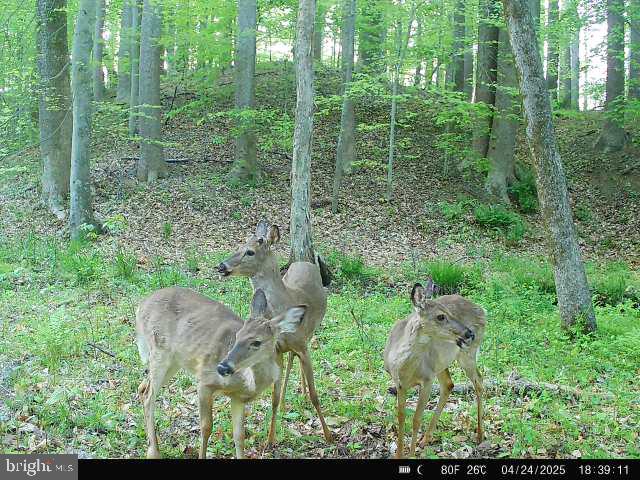 0 Boston Cliff Road Easton, MD 21601 - Photo 22 of 64 a backyard of a house with outdoor seating