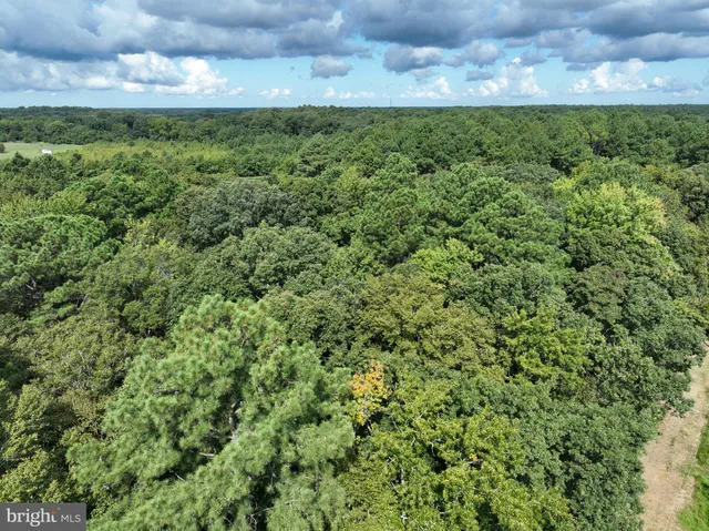 a view of a forest with trees in the background