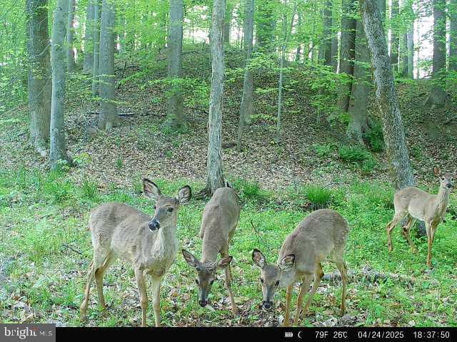 0 Boston Cliff Road Easton, MD 21601 - Photo 24 of 64