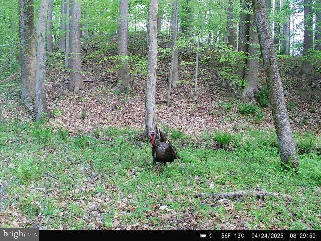 0 Boston Cliff Road Easton, MD 21601 - Photo 26 of 64 a view of a garden