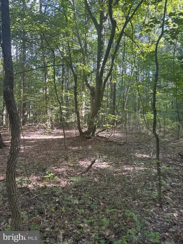 a flag is sitting in the middle of forest