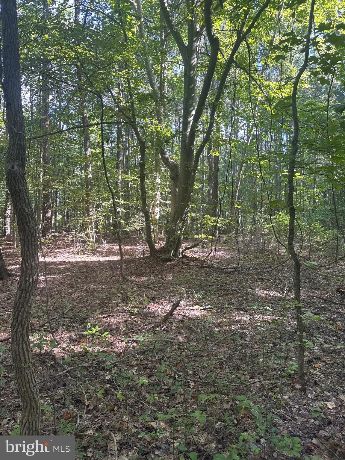 0 Boston Cliff Road Easton, MD 21601 - Photo 27 of 64 a view of a forest with trees