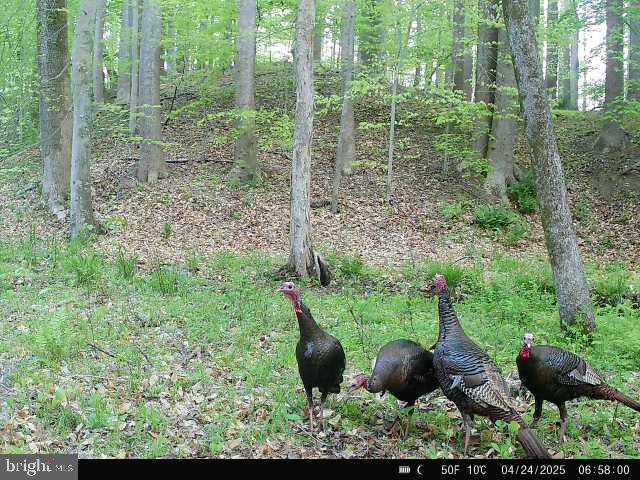 0 Boston Cliff Road Easton, MD 21601 - Photo 28 of 64 a view of a garden with plants and large trees