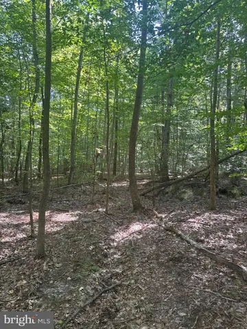 a view of a forest with trees