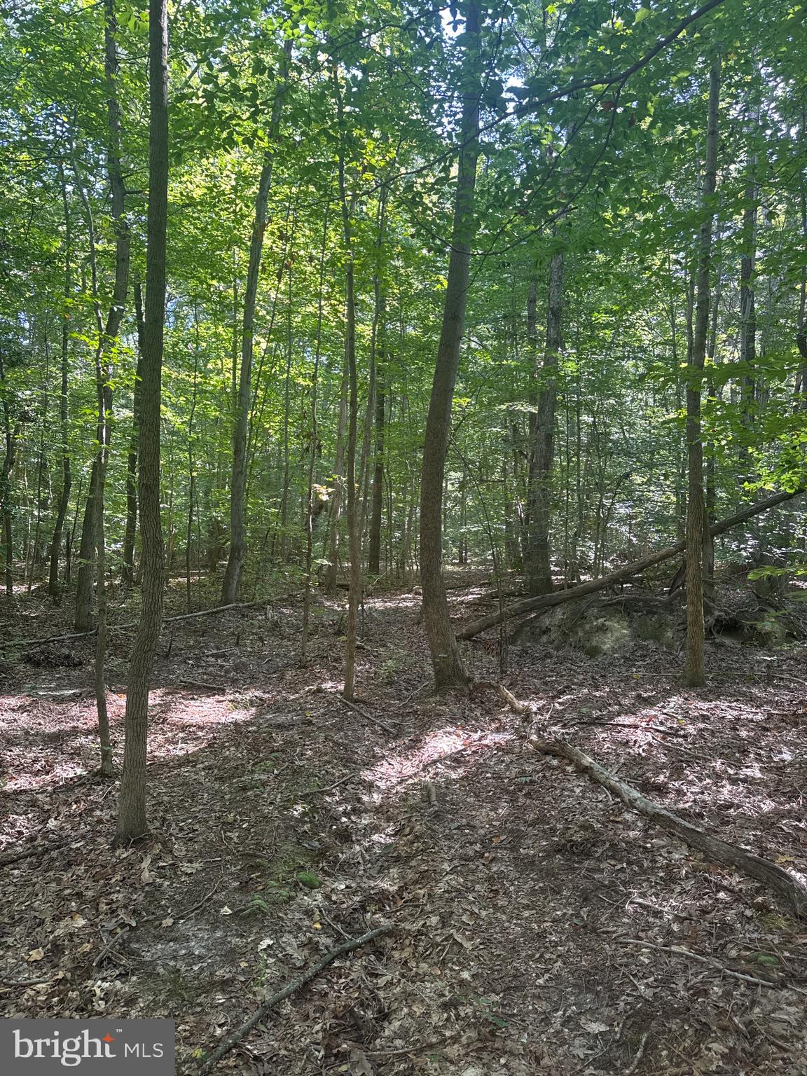 0 Boston Cliff Road Easton, MD 21601 - Photo 29 of 64 a view of a forest with trees