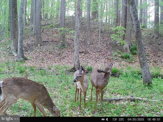a view of outdoor space and trees