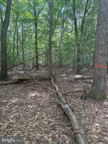 a view of a forest with trees