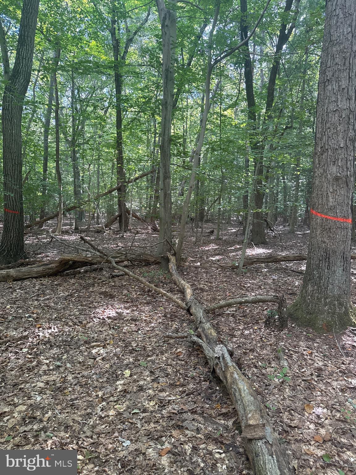 0 Boston Cliff Road Easton, MD 21601 - Photo 33 of 64 a view of a forest with trees in the background