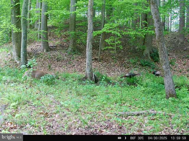 0 Boston Cliff Road Easton, MD 21601 - Photo 34 of 64 a view of a forest with trees