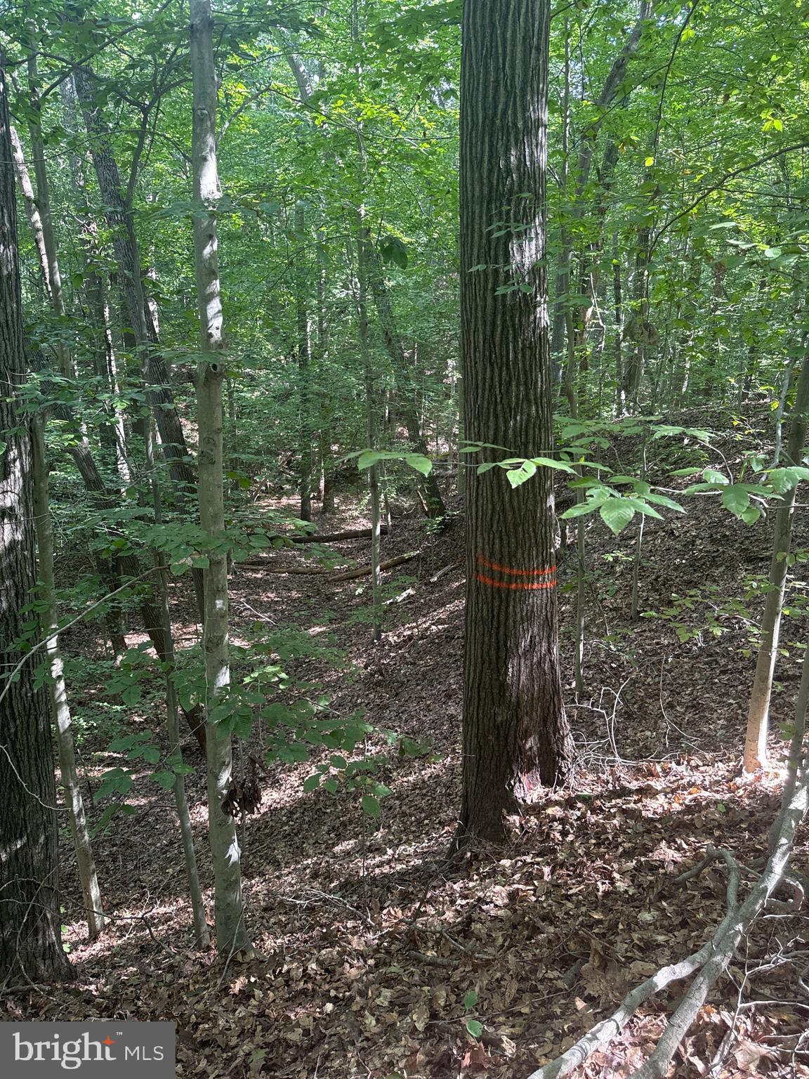 0 Boston Cliff Road Easton, MD 21601 - Photo 35 of 64 a backyard of a house with lots of green space