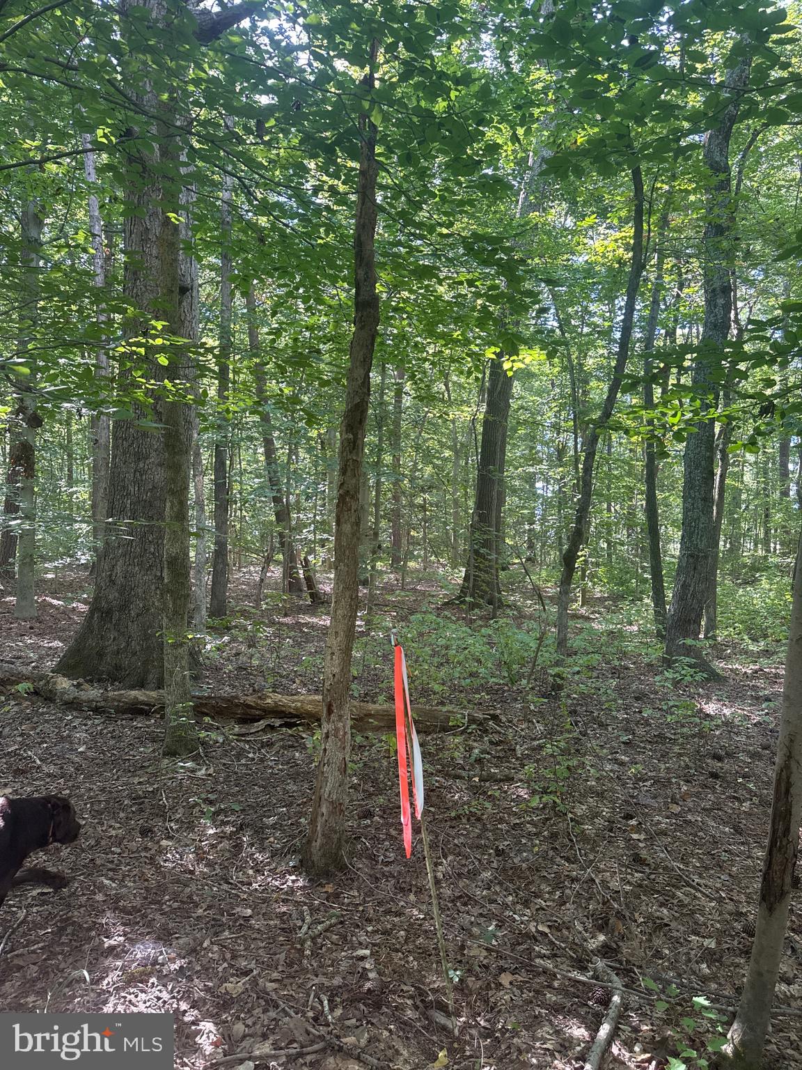 0 Boston Cliff Road Easton, MD 21601 - Photo 37 of 64 a flag is sitting in the middle of forest