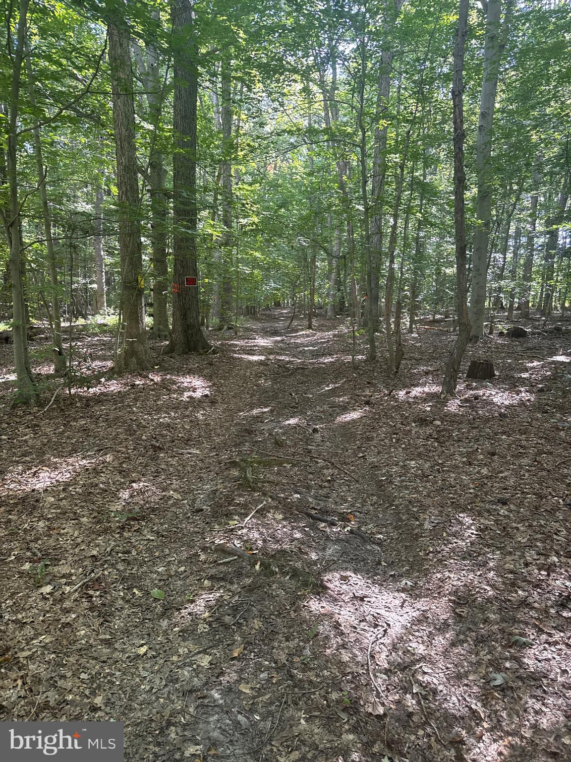 0 Boston Cliff Road Easton, MD 21601 - Photo 39 of 64 a view of a forest with trees