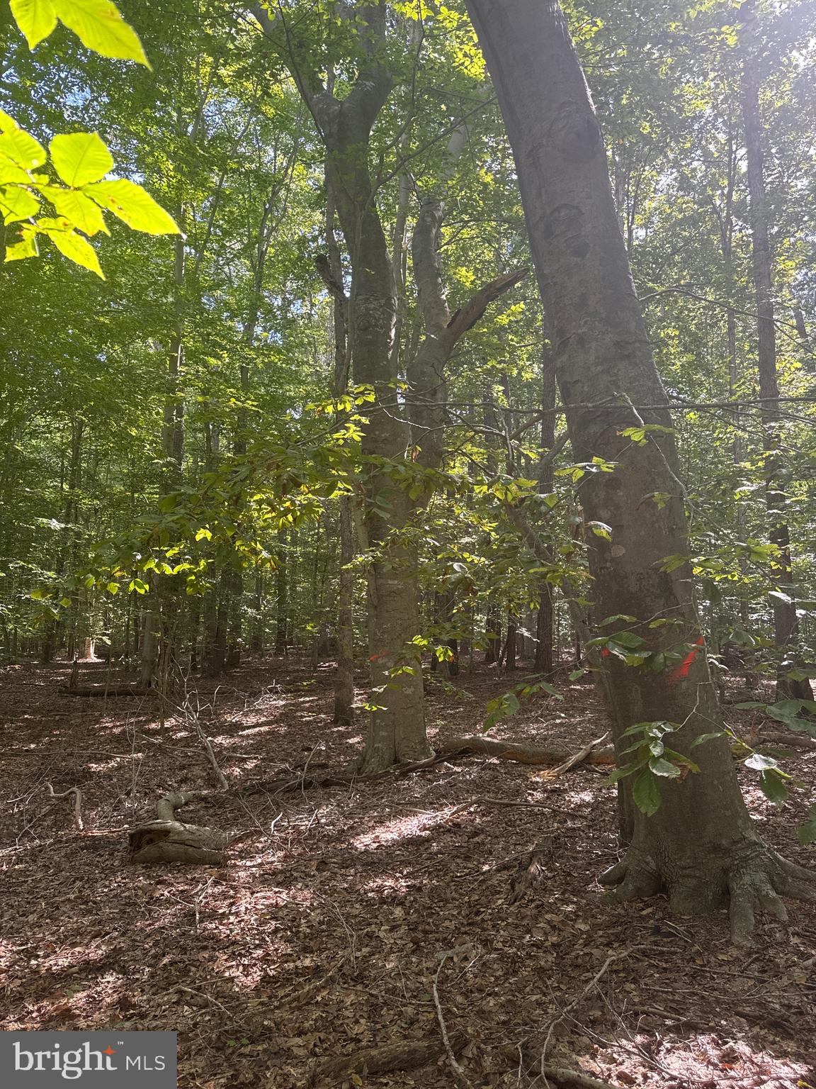 0 Boston Cliff Road Easton, MD 21601 - Photo 40 of 64