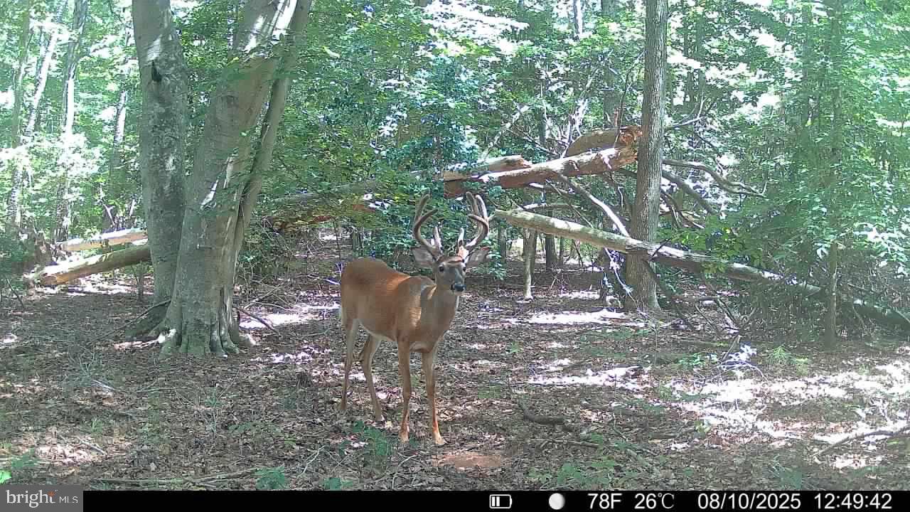 0 Boston Cliff Road Easton, MD 21601 - Photo 4 of 64 a view of a outdoor space