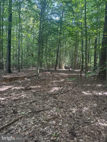 a view of a forest with trees in the background