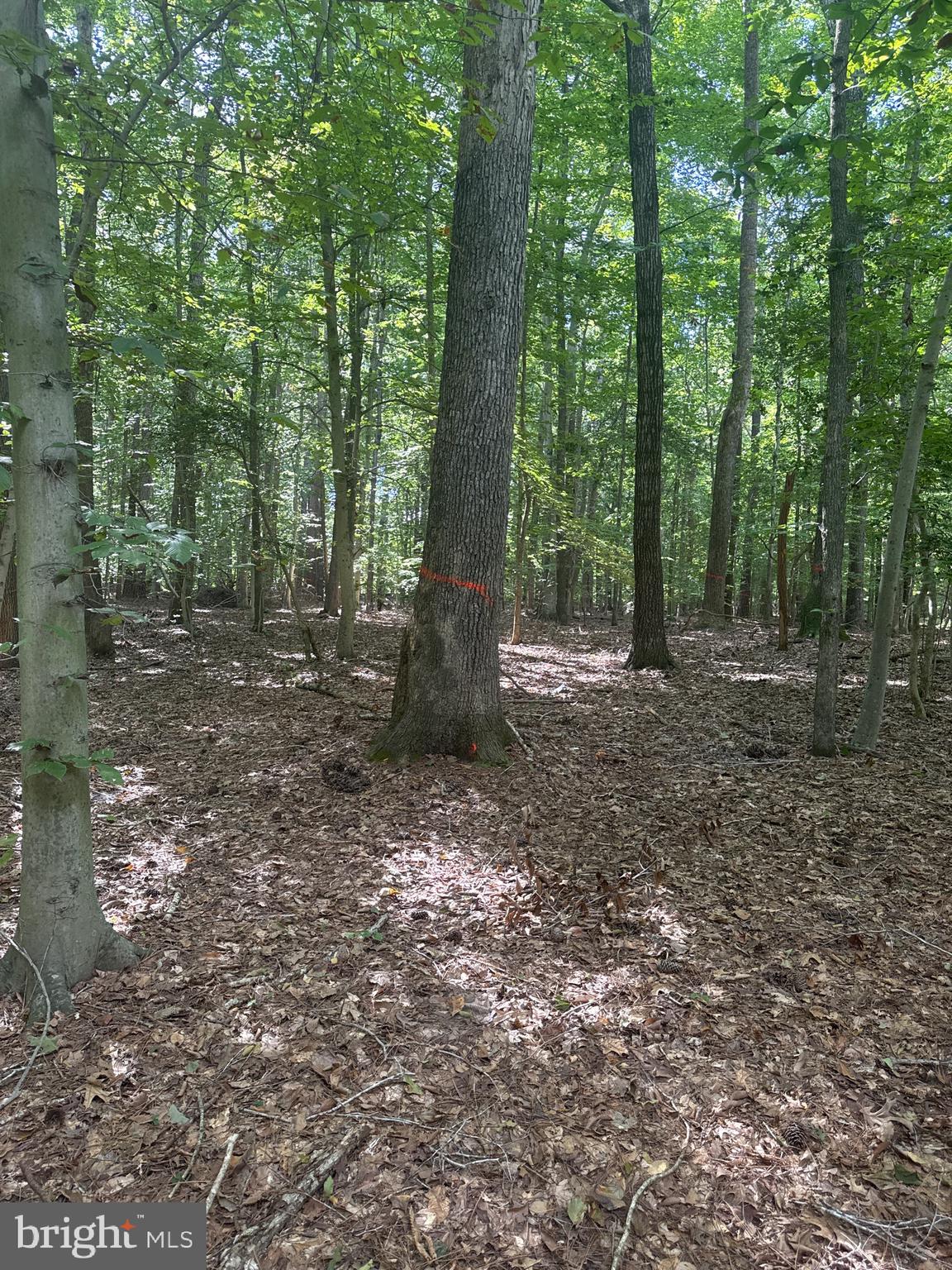 0 Boston Cliff Road Easton, MD 21601 - Photo 42 of 64 a view of outdoor space and green space