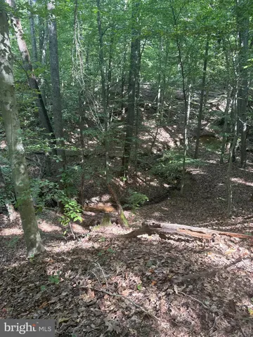 a view of a forest that has large trees