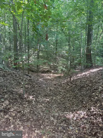 a view of a forest with trees