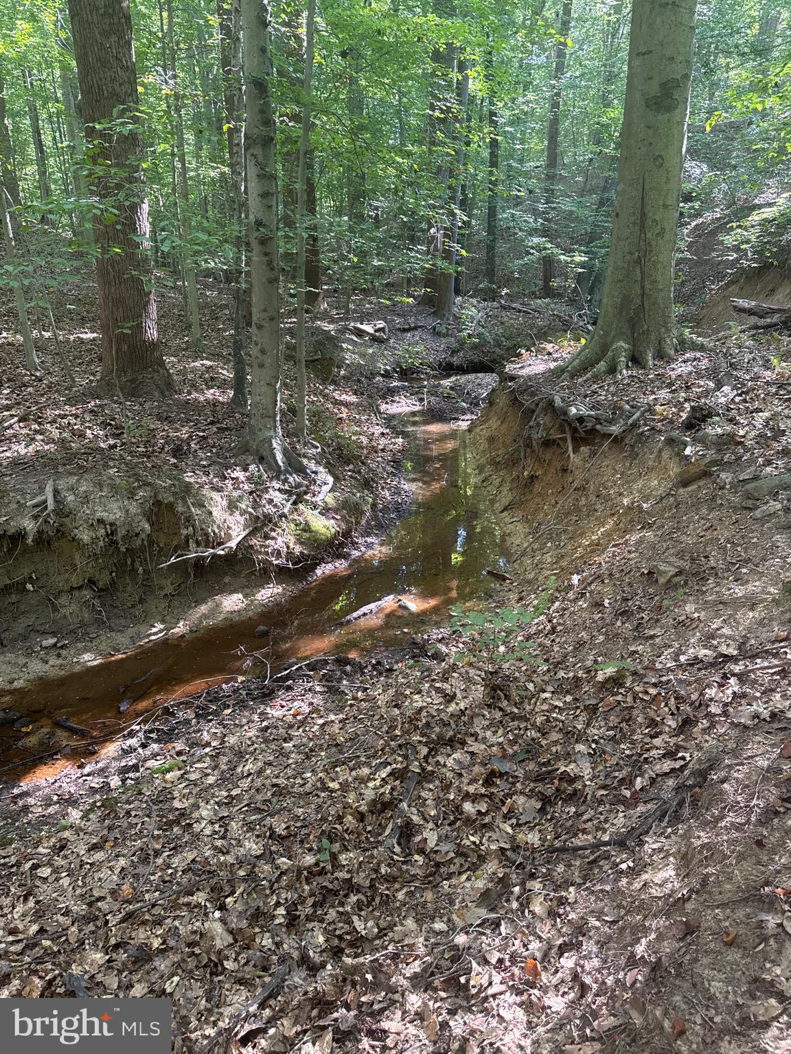 0 Boston Cliff Road Easton, MD 21601 - Photo 45 of 64 a view of a forest with trees