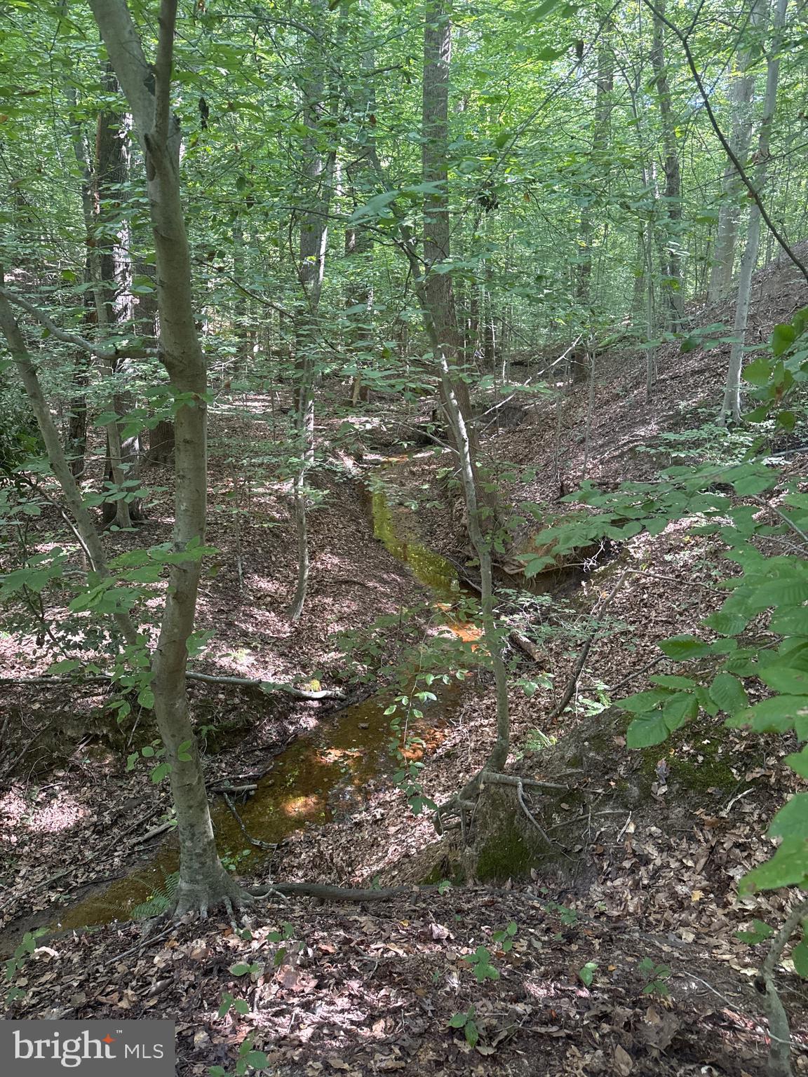 0 Boston Cliff Road Easton, MD 21601 - Photo 46 of 64 a view of a forest that has large trees