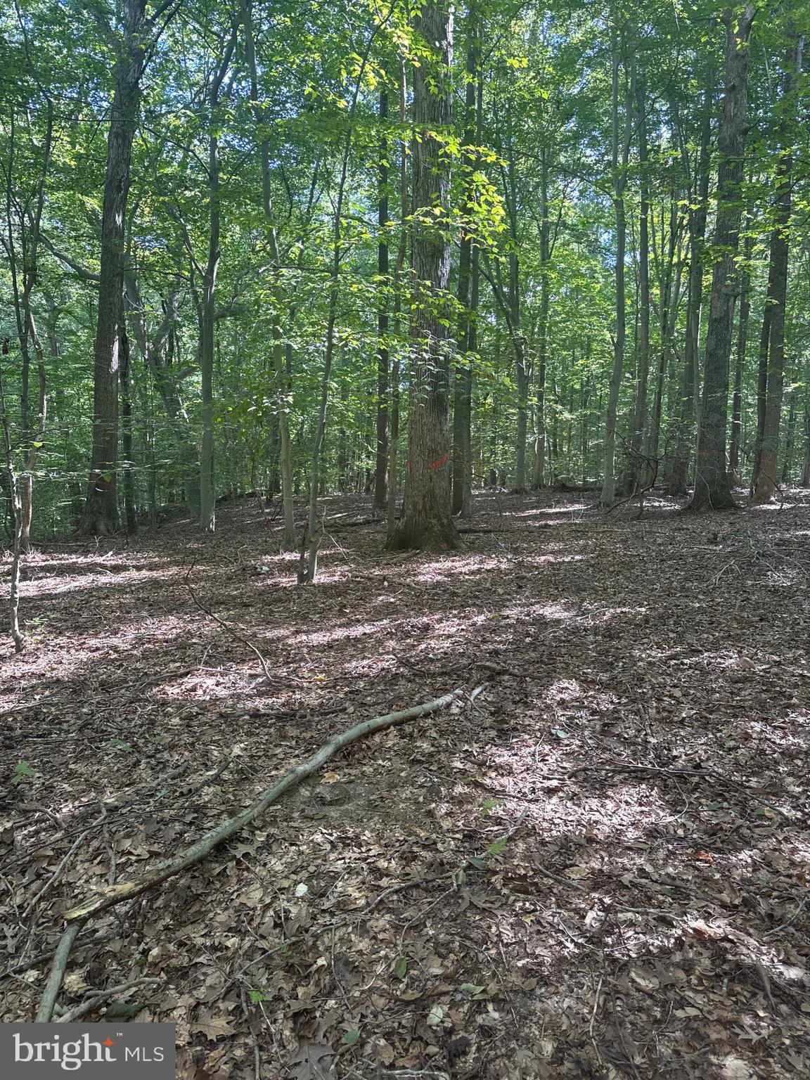0 Boston Cliff Road Easton, MD 21601 - Photo 47 of 64 a view of outdoor space with trees