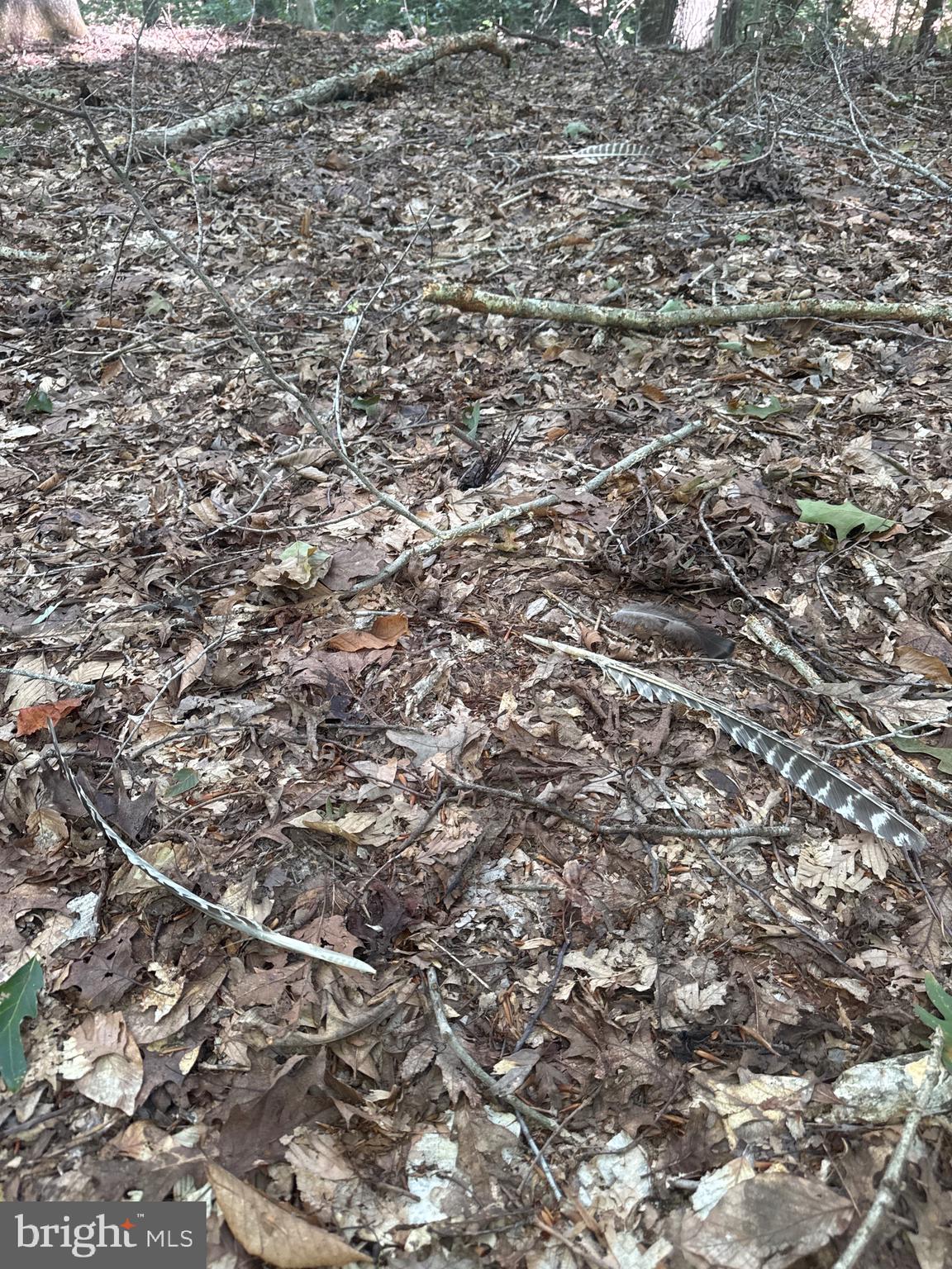 0 Boston Cliff Road Easton, MD 21601 - Photo 48 of 64