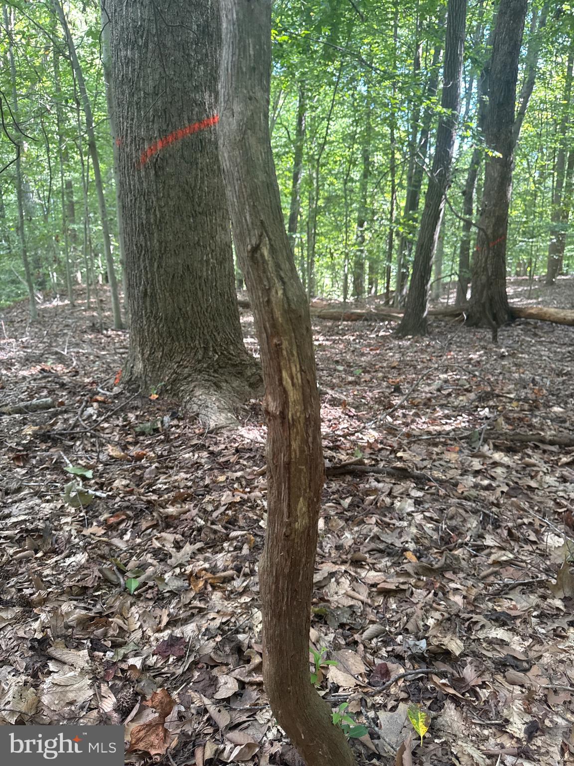 0 Boston Cliff Road Easton, MD 21601 - Photo 49 of 64 a backyard of a house with lots of green space