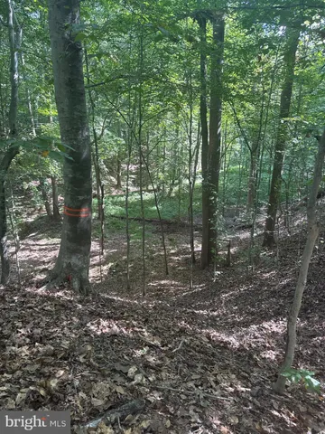 a view of a forest with trees in the background