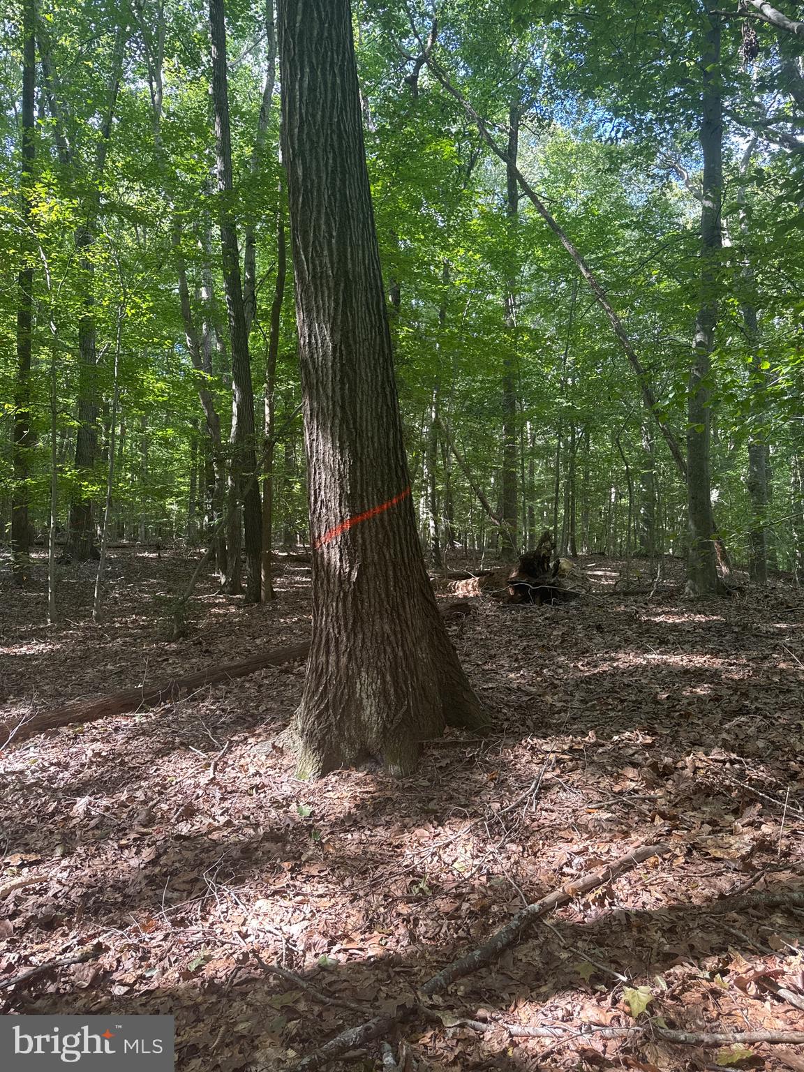 0 Boston Cliff Road Easton, MD 21601 - Photo 51 of 64 a view of a forest with trees