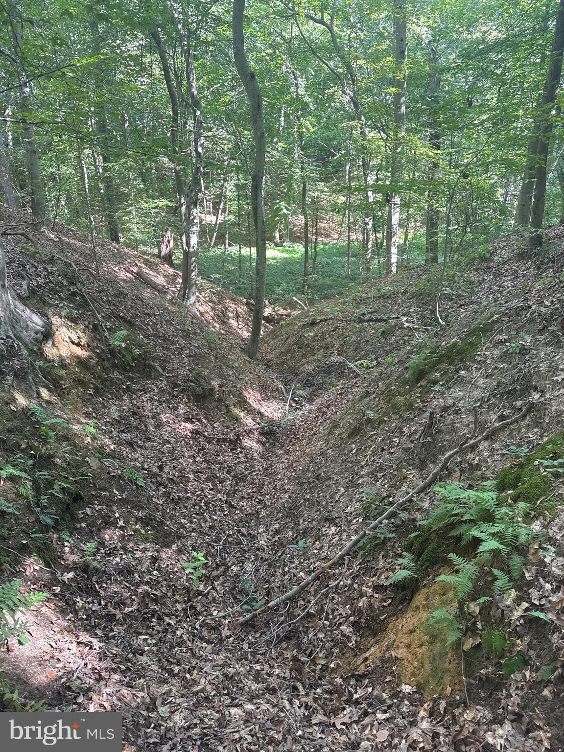 0 Boston Cliff Road Easton, MD 21601 - Photo 52 of 64 a view of a forest with trees in the background