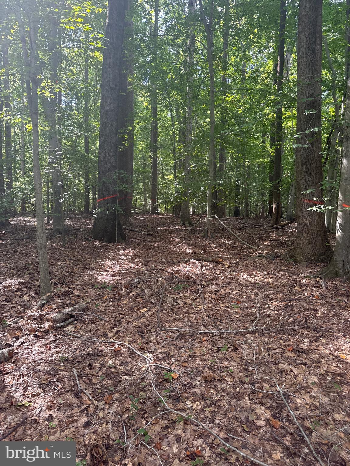 0 Boston Cliff Road Easton, MD 21601 - Photo 53 of 64 a view of a forest with trees