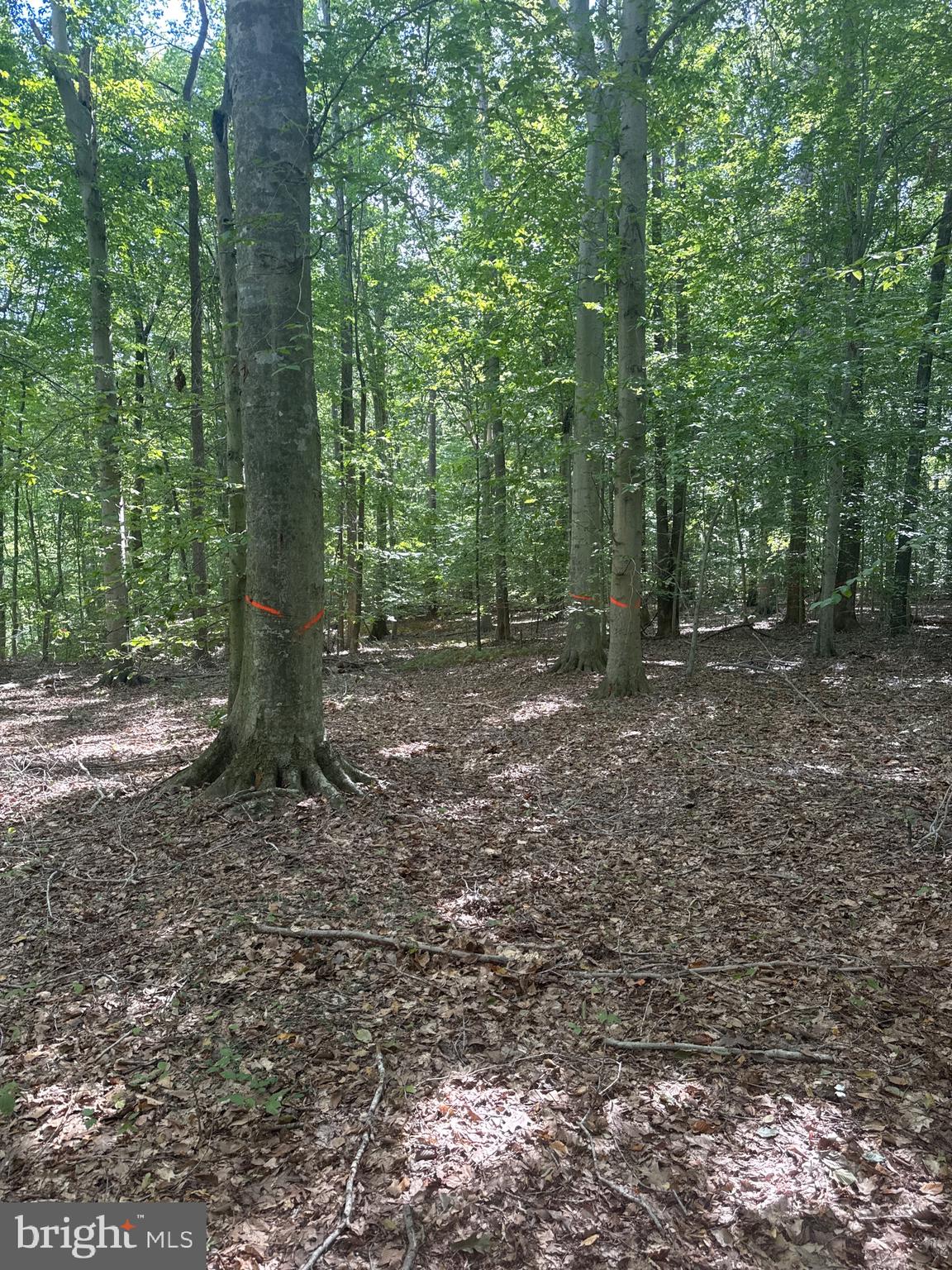 0 Boston Cliff Road Easton, MD 21601 - Photo 54 of 64 a view of a forest with trees in the background