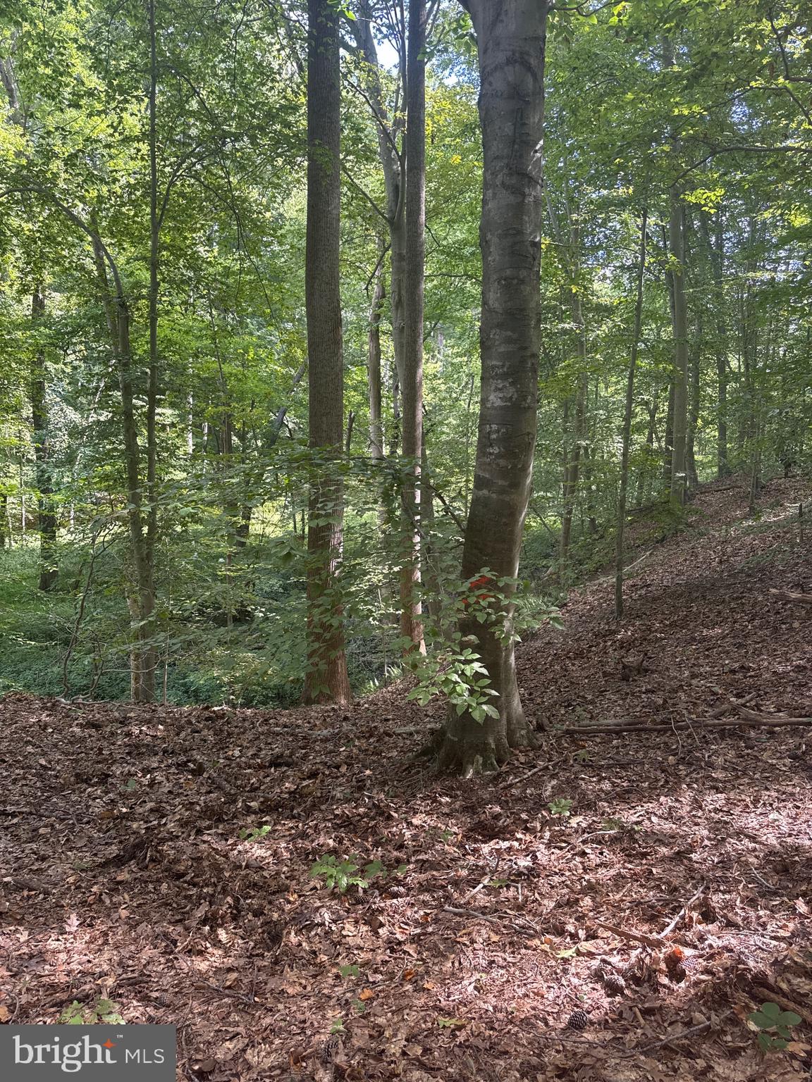 0 Boston Cliff Road Easton, MD 21601 - Photo 57 of 64 a view of a forest that has large trees