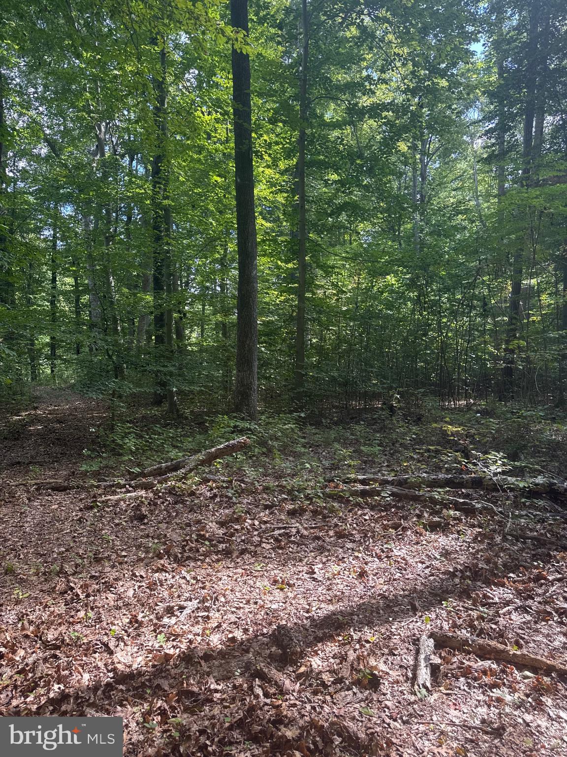 0 Boston Cliff Road Easton, MD 21601 - Photo 58 of 64 a view of a forest with trees