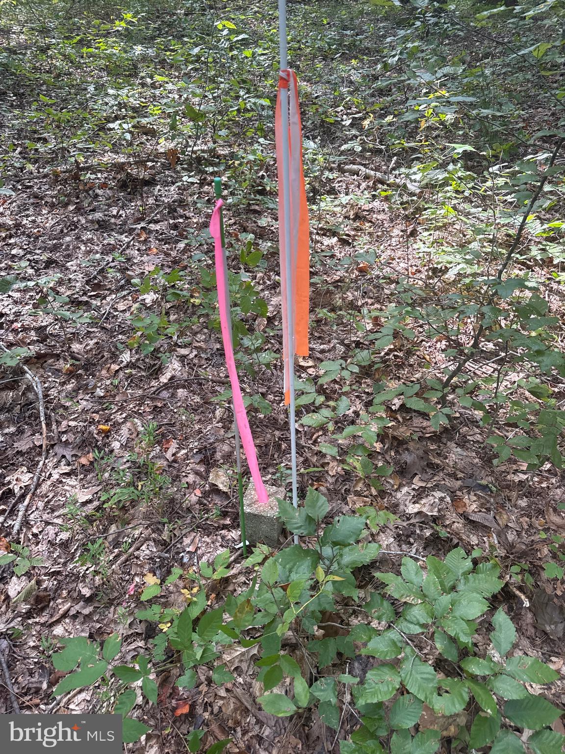 0 Boston Cliff Road Easton, MD 21601 - Photo 59 of 64 a flag is sitting in the middle of a forest