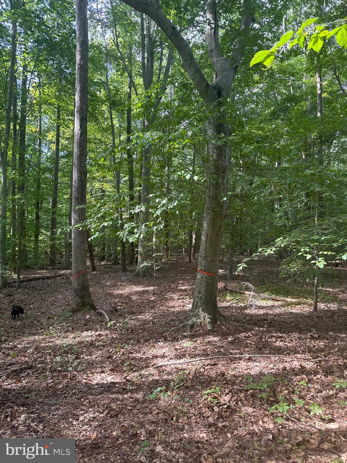 0 Boston Cliff Road Easton, MD 21601 - Photo 60 of 64 a backyard of a house with lots of green space