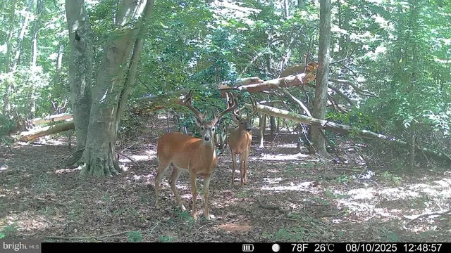 a view of a lake with a mountain in the background