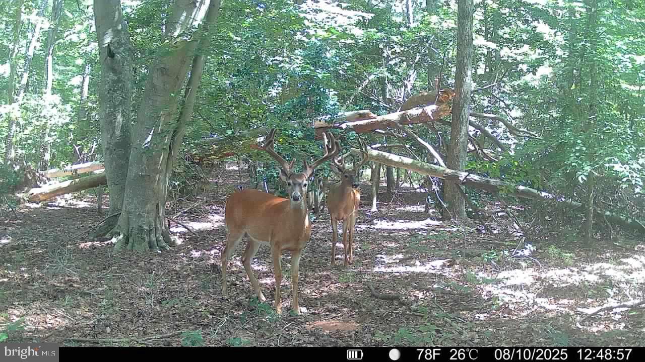 0 Boston Cliff Road Easton, MD 21601 - Photo 6 of 64 a view of a yard