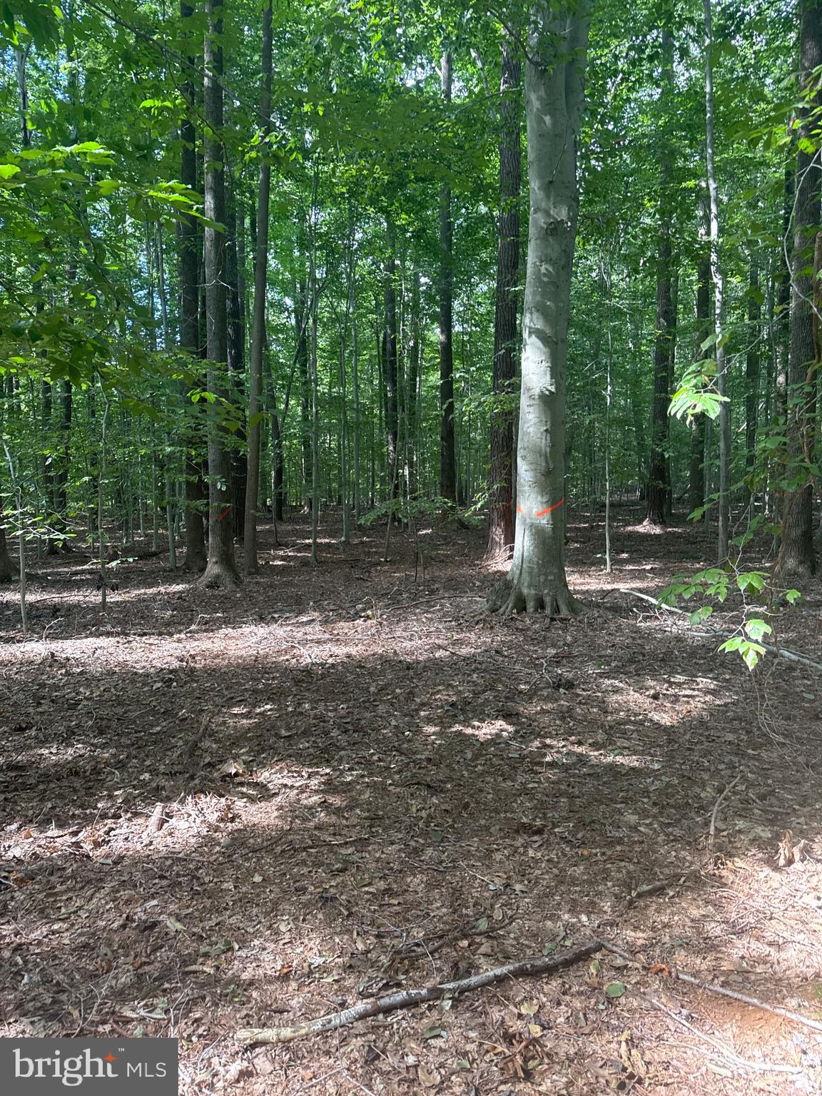 0 Boston Cliff Road Easton, MD 21601 - Photo 62 of 64 a backyard of a house with lots of green space