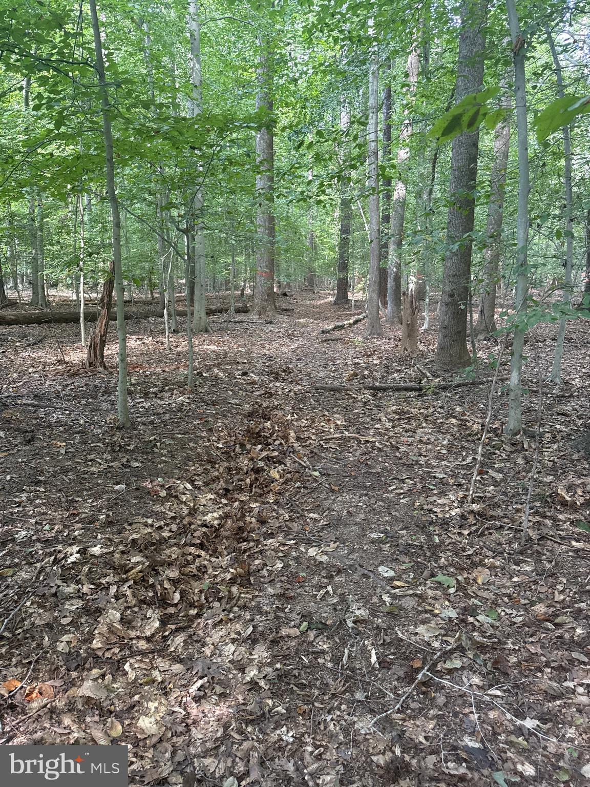0 Boston Cliff Road Easton, MD 21601 - Photo 64 of 64 a view of a forest with trees in the background