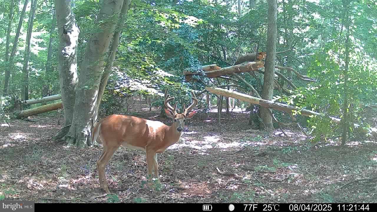 0 Boston Cliff Road Easton, MD 21601 - Photo 10 of 64 a view of a yard with a tree