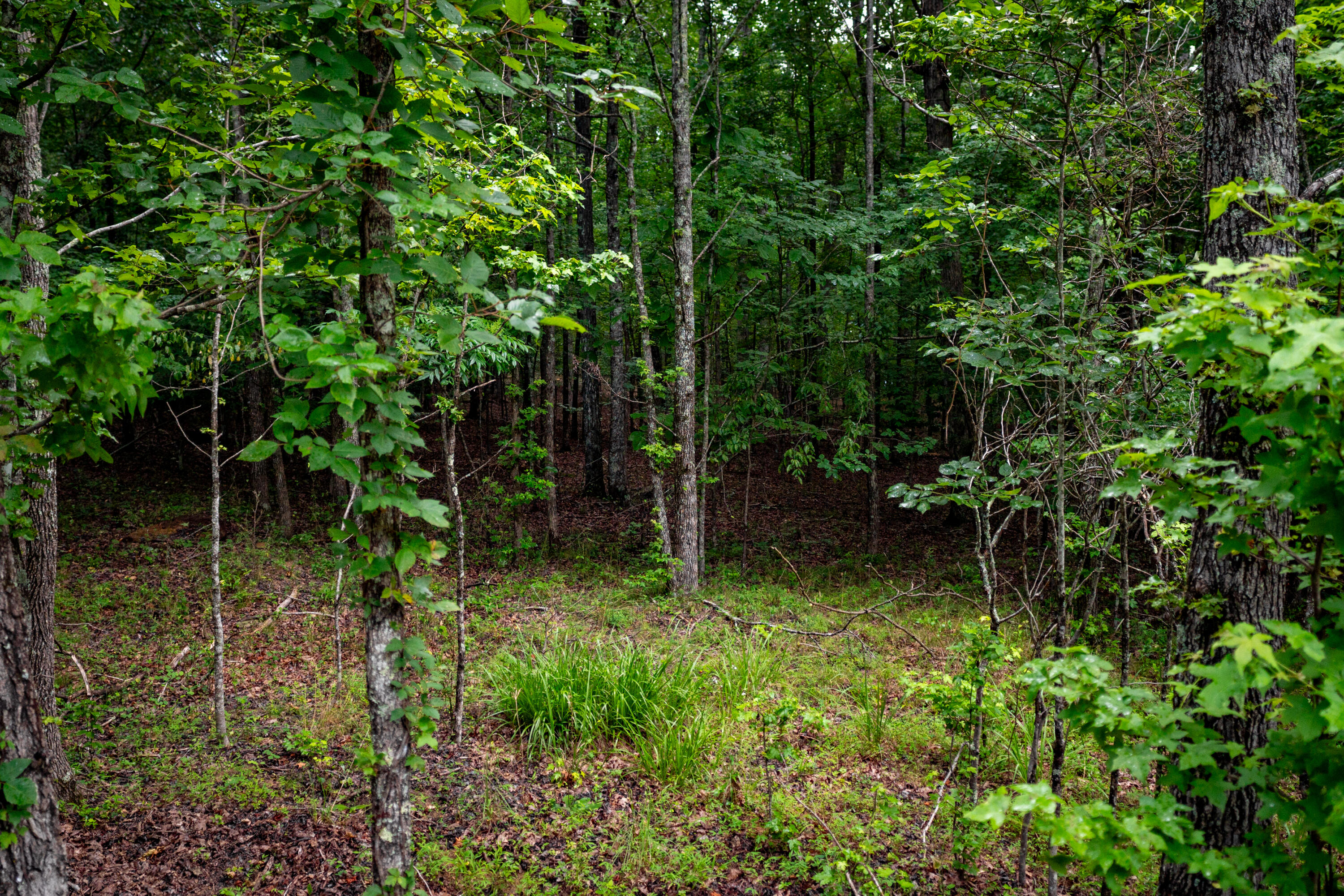 0 Jackson Point Road, Unit 16 Sewanee, TN 37375 - Photo 11 of 20 _DSC1981