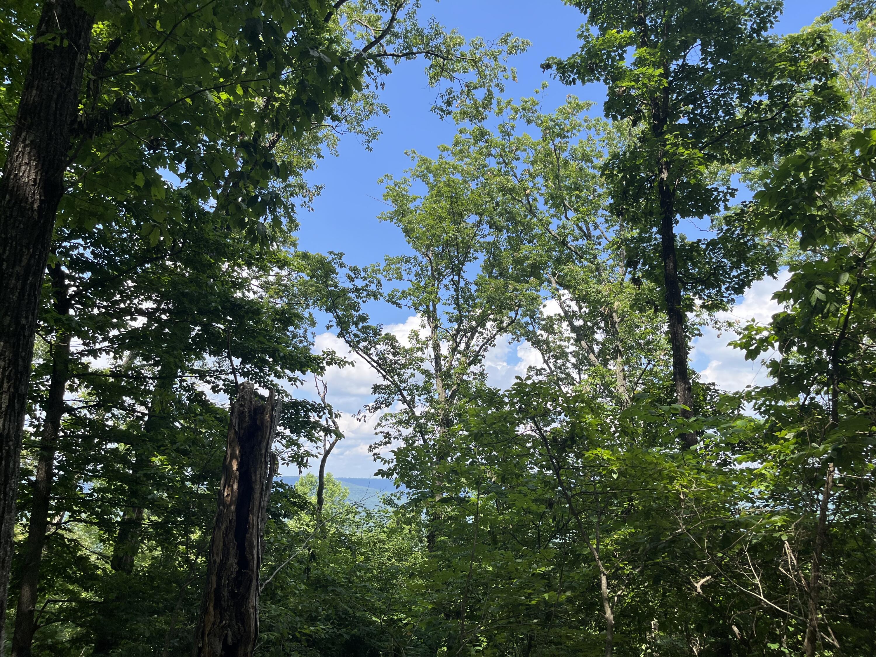 0 Jackson Point Road, Unit 16 Sewanee, TN 37375 - Photo 7 of 20 IMG_4173