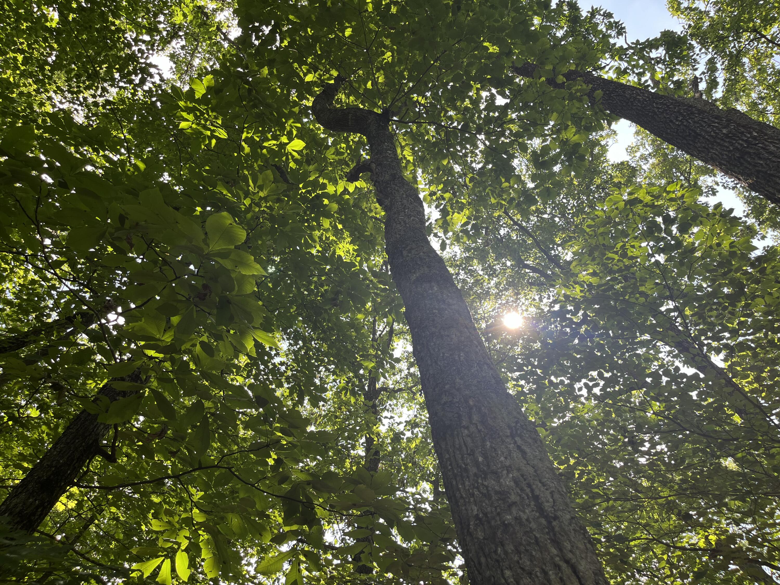 0 Jackson Point Road, Unit 16 Sewanee, TN 37375 - Photo 8 of 20 IMG_4178
