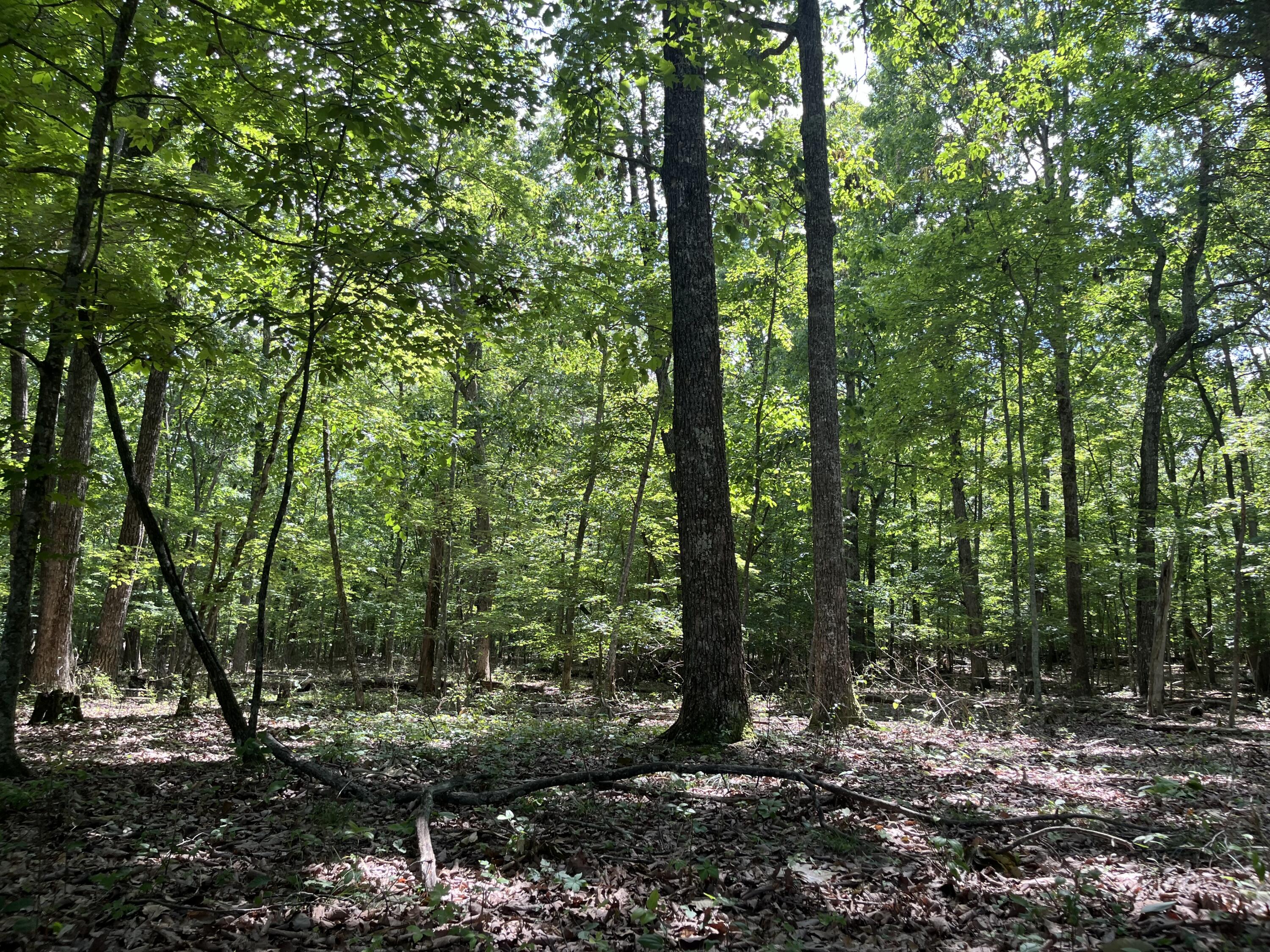 0 Jackson Point Road, Unit 16 Sewanee, TN 37375 - Photo 9 of 20 IMG_4176
