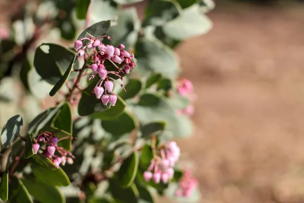 a view of a yard with plants and wooden fence